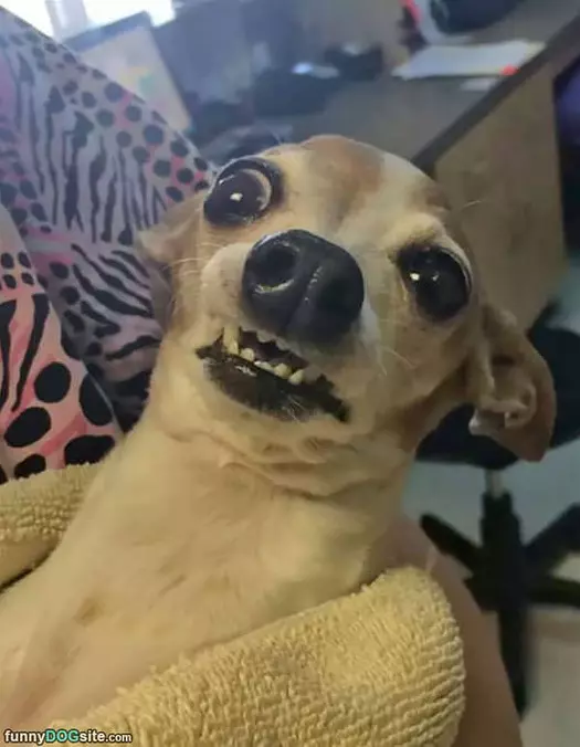 Grrrrr Face