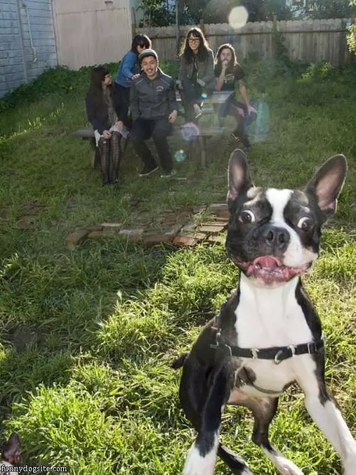 Happiest Dog Ever