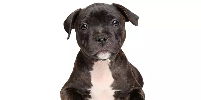 Staffordshire Bull Terrier ...
