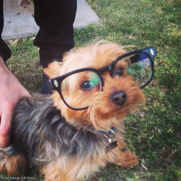 Hipster Dog