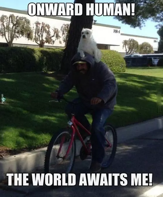 Onward Human