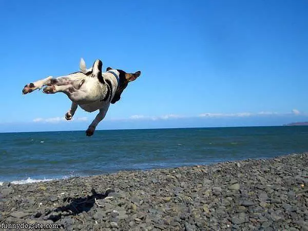 Super Dog