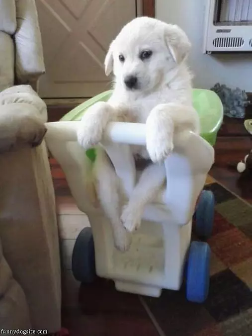 Just Push Me Around