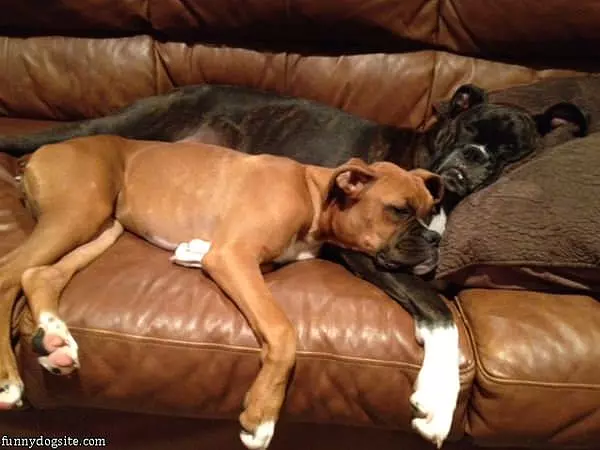 Boxer Love