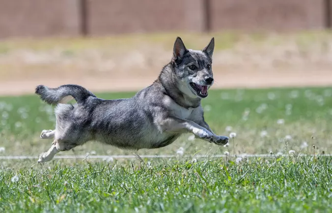 Swedish Vallhund running