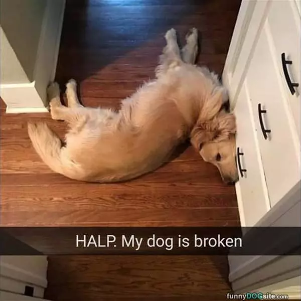 Help My Dog