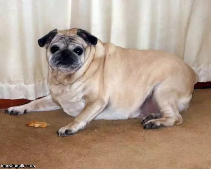 Pudgie