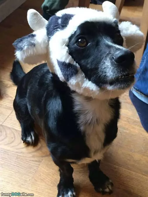 Ready To Go Woof
