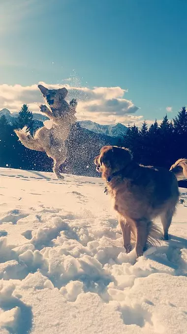 Flying High