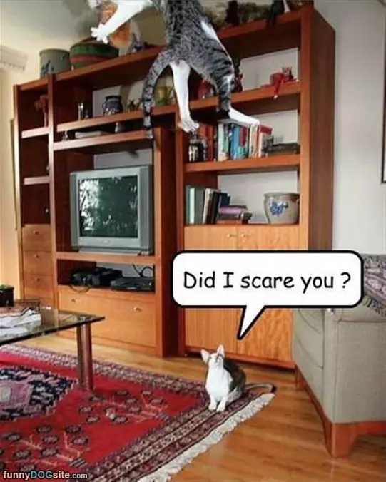 Did I Scare You