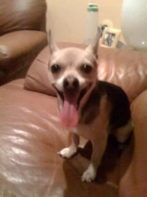 Pointy Ears