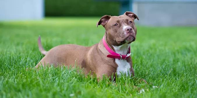 American PitBull Terrier