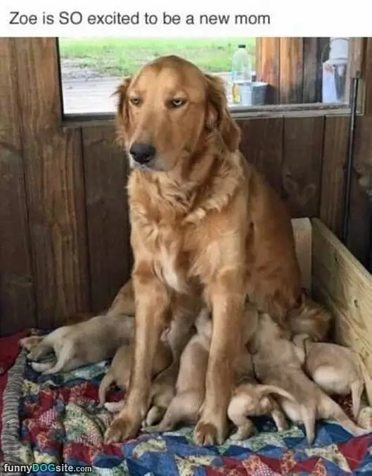 So Excited To Be A Mom