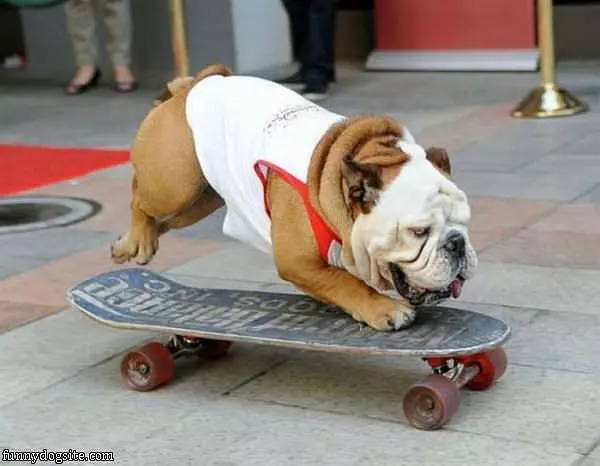 Skateboard Dog
