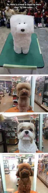 Cube Dogs In Japan