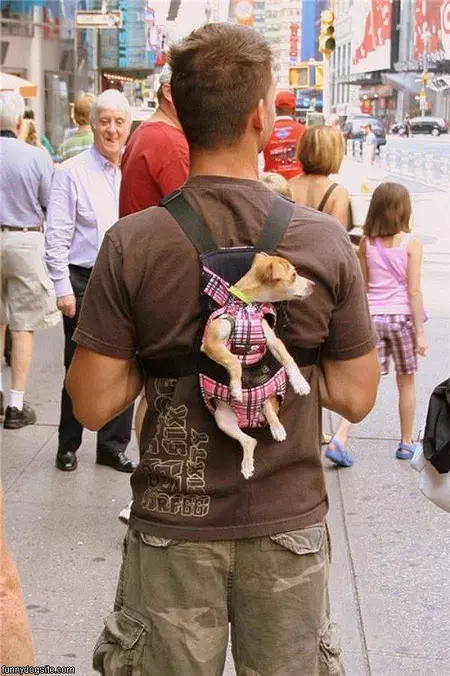 Dog Bag