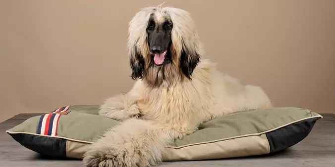 Afghan Hound