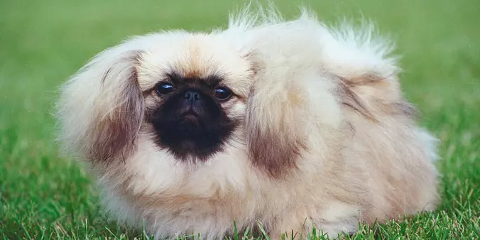 Pekingese cute