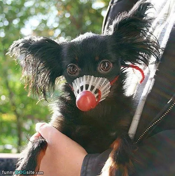 Woofies
