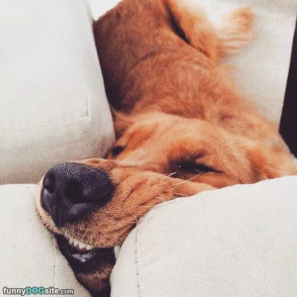 Roooof
