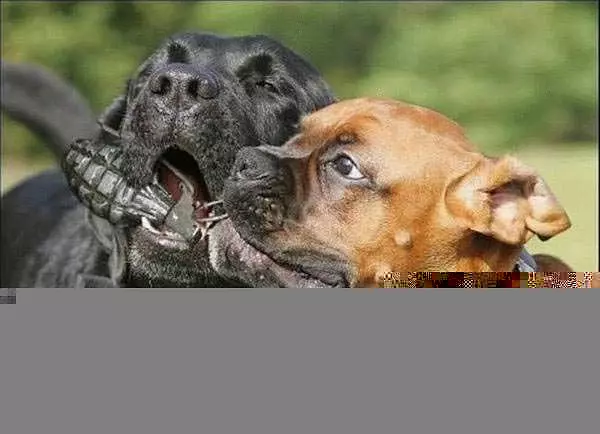 Chew Toy A Gernade