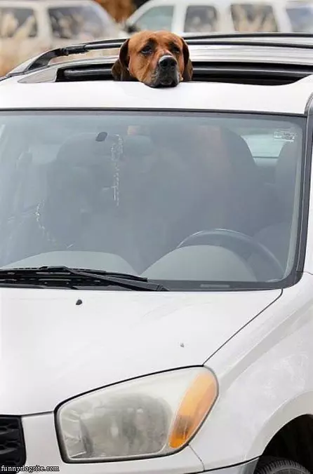 Head Popped Out