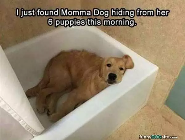 Momma Dog Was Hiding