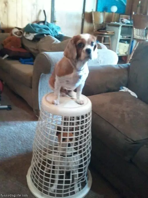 Ive Trapped Him
