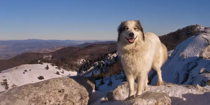Tornjak dog