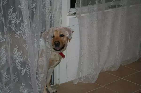 Peekaboo