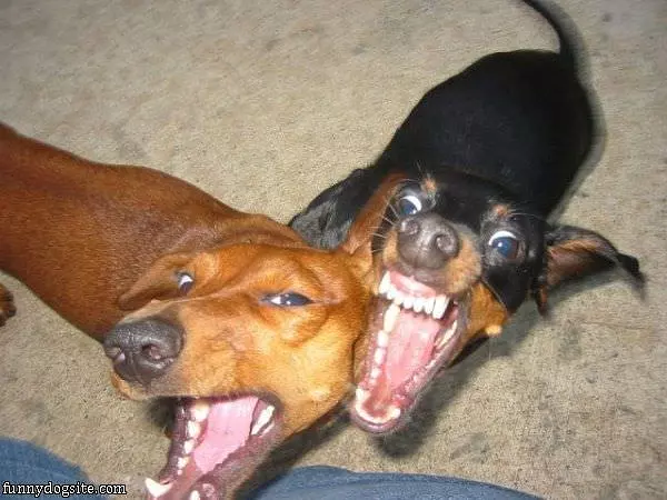 Nom Nom Nom