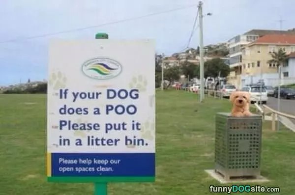 A Poo