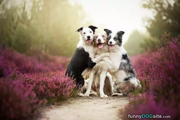 All The Hugs