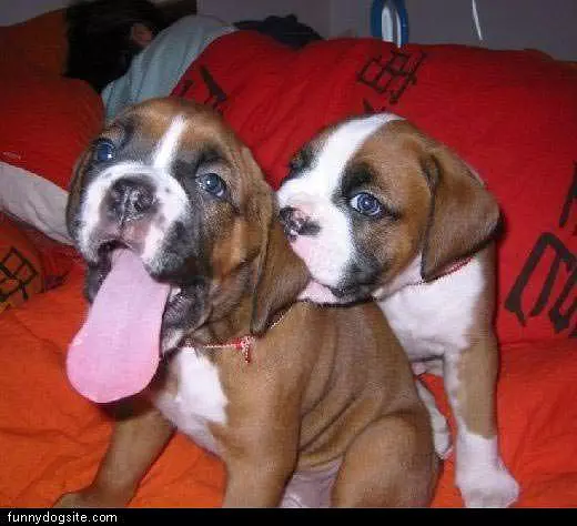 Little Pups
