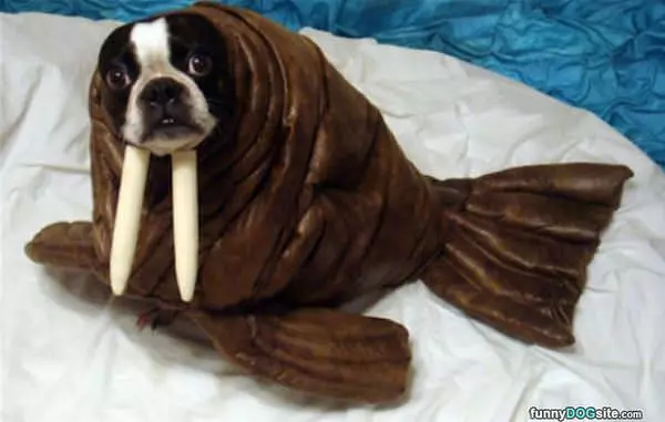 Walrus Dog