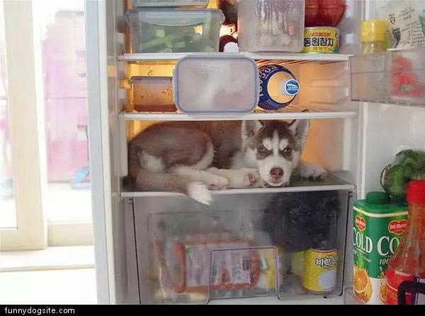 Fridge