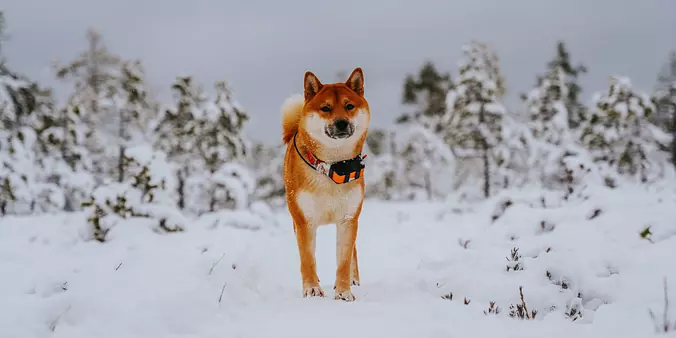 Akita brown and white short...
