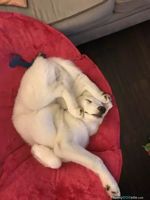 Laying In A Pretzel