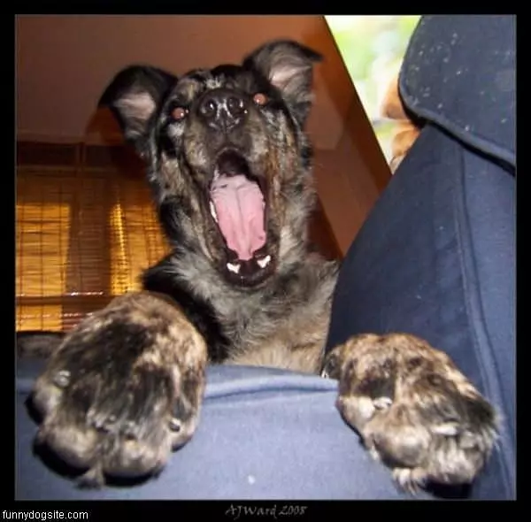 Funny Dog Face