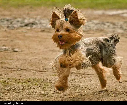 Dog Running