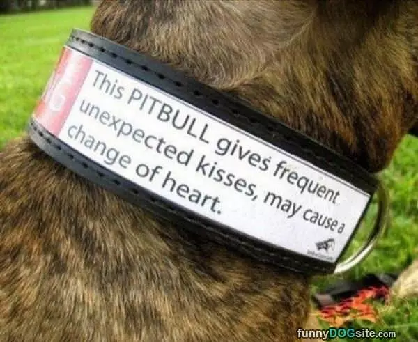 This Pitbull