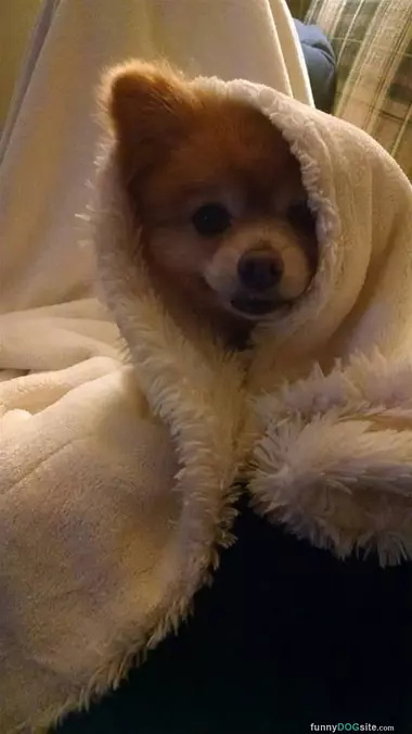 Curled Up In My Blanket