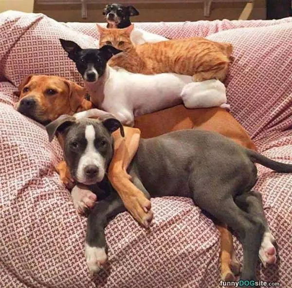 Stacking Dogs