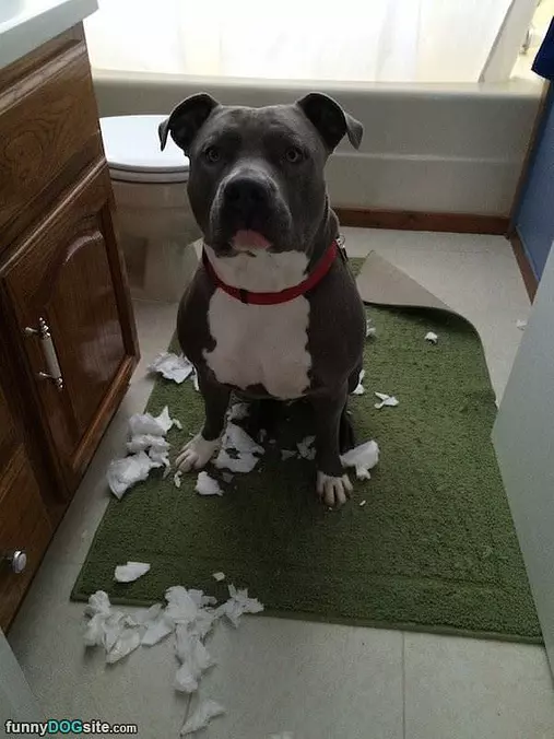 Chewy Paper