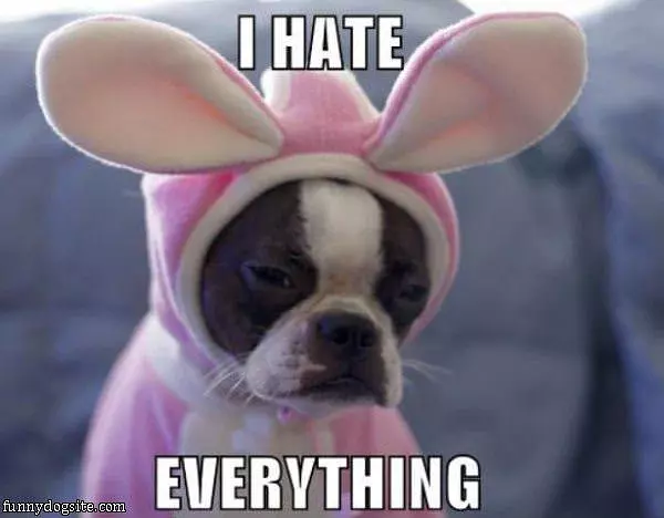 Not A Happy Dog