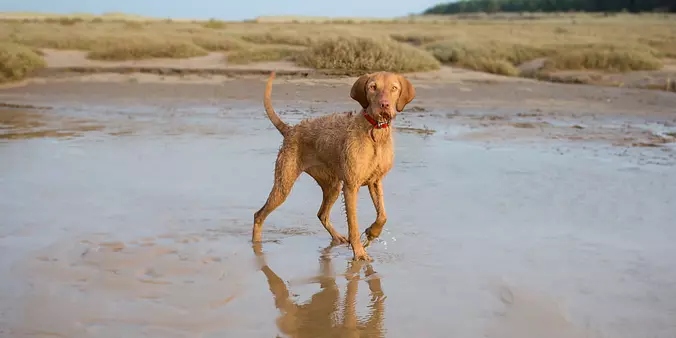 Wirehaired Vizsla