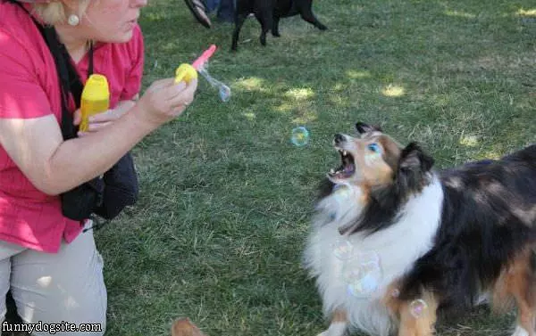 Get The Bubbles