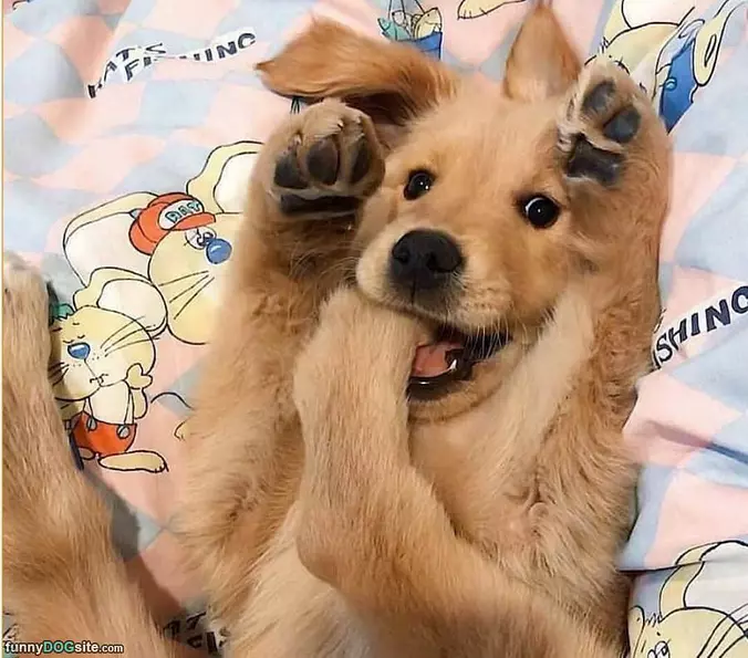 Chomp Chomp