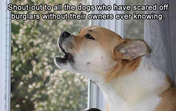 Shout Out To Dogs