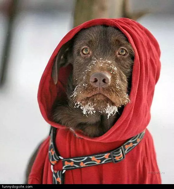 White Beard